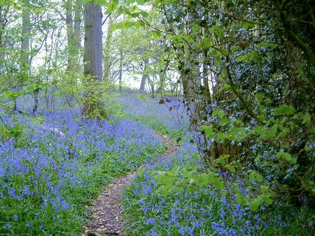 Bluebell Woods - geograph.org.uk - 356372 by Delice1941