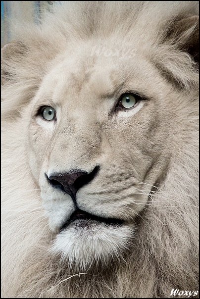 haldir__the_white_lion__by_woxys-d3aoouq