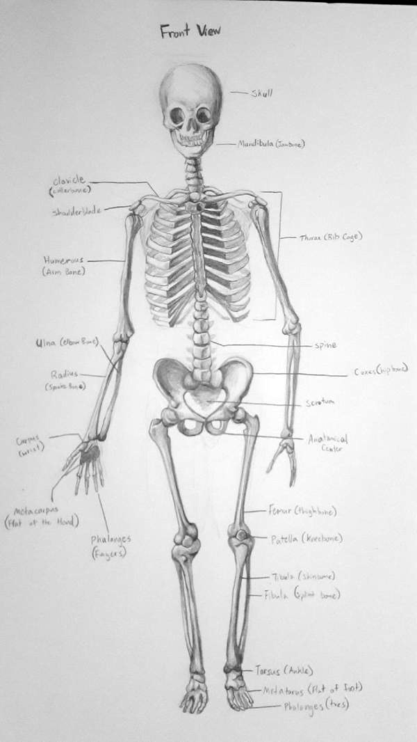 Homework help on anatomy