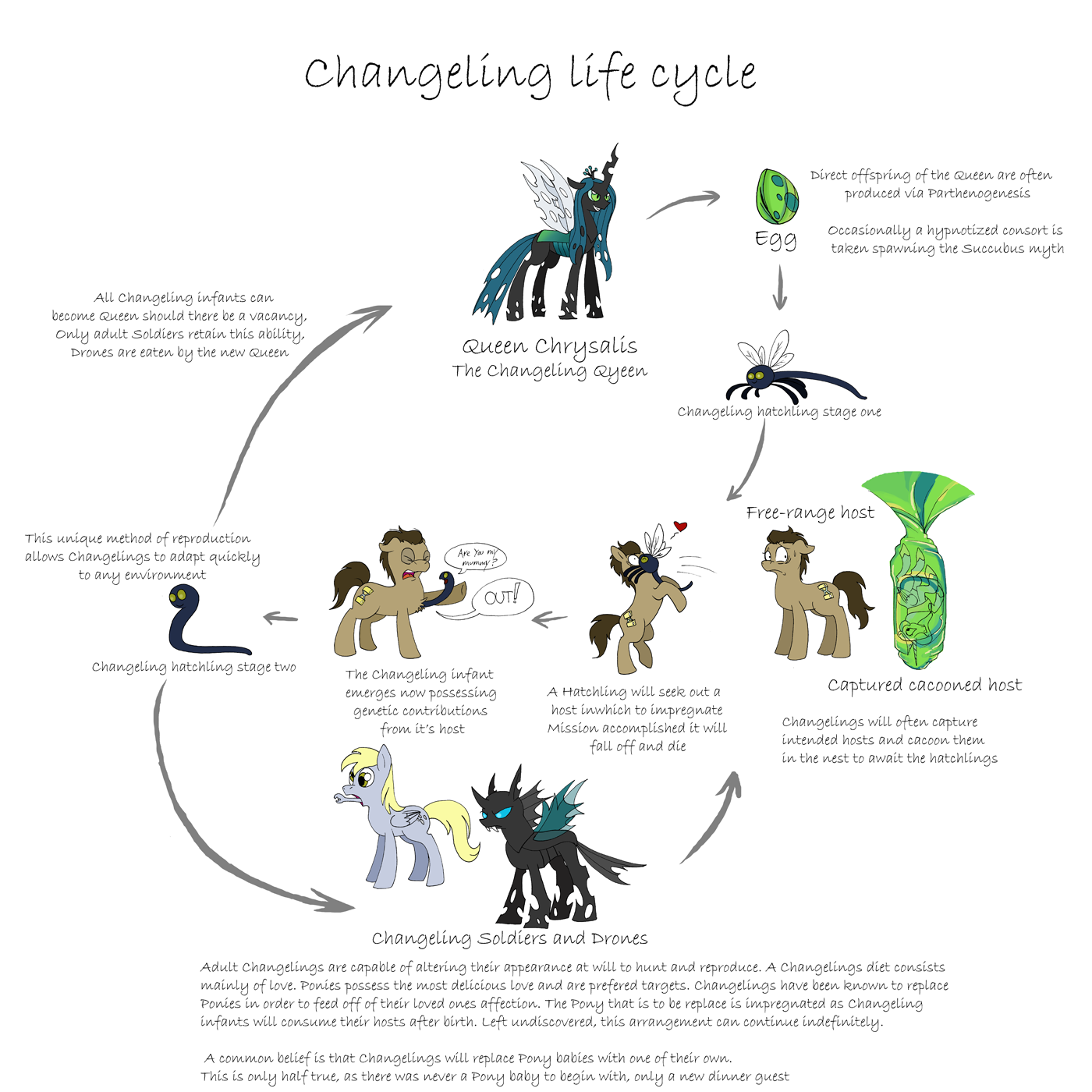 mlp___changeling_life_cycle__by_caycowa-