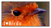 I heart Birds Stamp by IHeartStampplz2