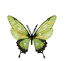 butterfly by vafiehya