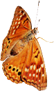 Oranje butterfly animated2-130px by EXOstock