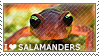 I love Salamanders by WishmasterAlchemist