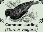 Common starling (Sturnus vulgaris) by PhotoDragonBird
