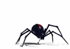 Spider Rear by WDBurns