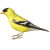 Finch-Bird icon