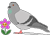 Pigeon by vafiehya