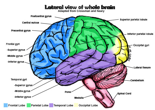 Lateral-view-brain by April4692 on DeviantArt