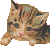 Loveable Kitten (transparent, animated) Icon