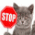 Kitty Says To Stop